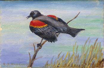 E. A. Burbank Timeline Image - Red-winged Blackbird