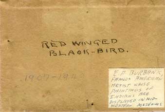E. A. Burbank Timeline Image - Red-winged Blackbird reverse